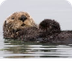 Northern Sea Otter 