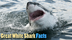 Great White Shark Facts For Ki