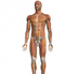 cuerpo humano en 3D