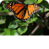Monarch Butterflies Santa Cruz