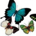 Sheppard Software's Butterfly 