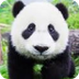 Giant Panda Cam - live stream 