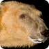 Polar Bear | National Geograph