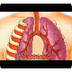 The Respiratory System - YouTu