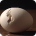 Egg Hatch -- I Do Not Know Wha