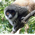 Mongoose Lemur - The Lemur Con