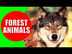 Forest Animals for Kids - Chil