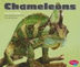 LA VT Chameleons
