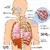Definición de Sistema Respirat