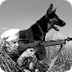 War Dogs in the United States 