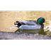 Ducks Quacking, Ducks Videos f