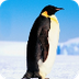 Emperor penguins - The Greates
