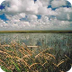 Learning About the Everglades 