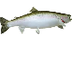 Chinook Salmon (Oncorhynchus t