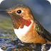 Hummingbird Fountain Camera - 