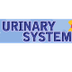 Movie: Urinary System