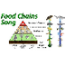 Food Chains - YouTube