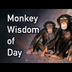 Monkey Wisdom of Day (INSPIRAT