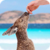 Animals Australia printabl-OPE