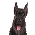 Giant Schnauzer Dog Breed Info