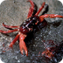 Info: Christmas Isle Red Crab