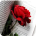 Roses de Sant Jordi - Symbaloo