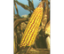 Evol of BT Corn and Bug Genes