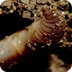 Common Earthworms
