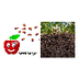 apple tree life cycle video _L