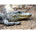 American Alligator