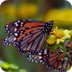 Monarch Butterfly Amazing Migr