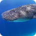 Tiburon ballena (Brit.)
