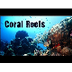 Coral Reef Biome - YouTube