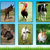 Farm Animals English (uk) Free