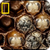 Amazing Time-Lapse: Bees Hatch
