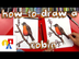 How To Draw A Robin Bird (real