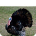 Turkey (Meleagris) - Animals -