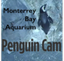 Penguin Live Web Cam at the Mo
