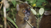 Madagascar's Bamboo Lemurs Fig