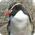 Snares Crested Penguins - YouT