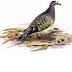 Common Bronzewing - Bird