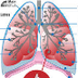 Health - Respiratory System