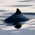 Save the Vaquita Porpoise — Po