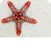 Marine invertebrates