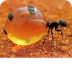 Honey Ant