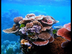 ¿Qué son los Arrecifes de Cora