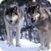 Wolf Cams