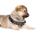 Halsband kopen?