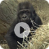 Kamina the Gorilla Video