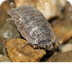 Pill Bugs - Facts About